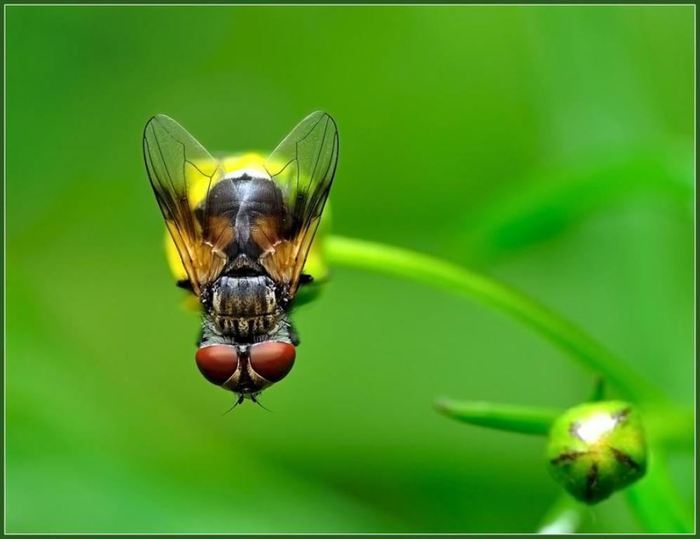 Macro_31 (700x539, 29Kb)