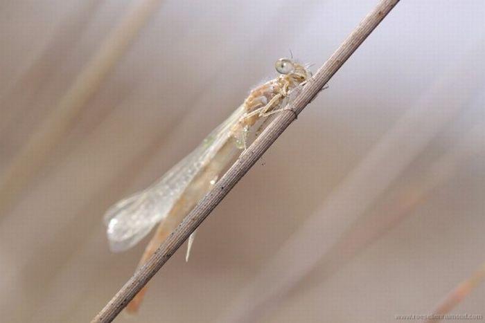Macro_31.jpg (700x467, 25Kb)