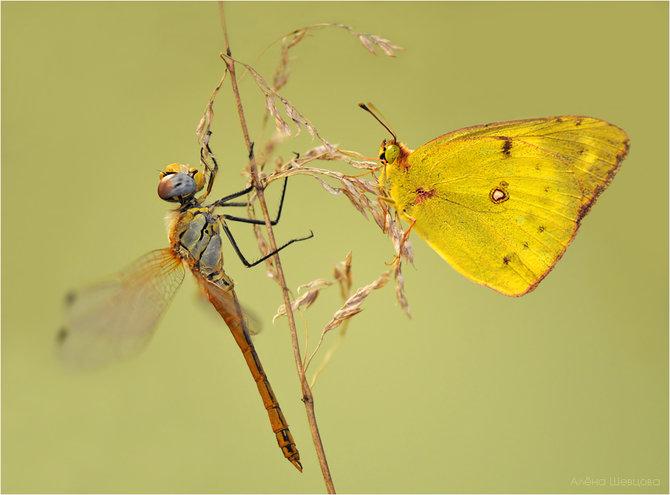 Macro_32.jpg (670x495, 37Kb)