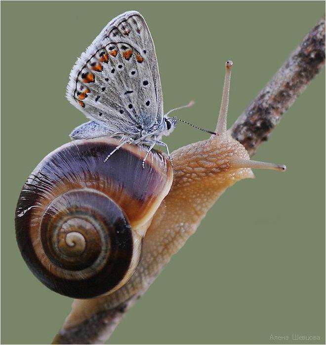 Macro_37.jpg (660x700, 52Kb)