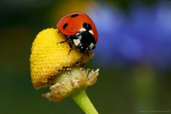 Macro_54 (700x467, 29Kb)