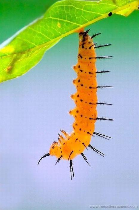 Macro_70 (466x700, 33Kb)