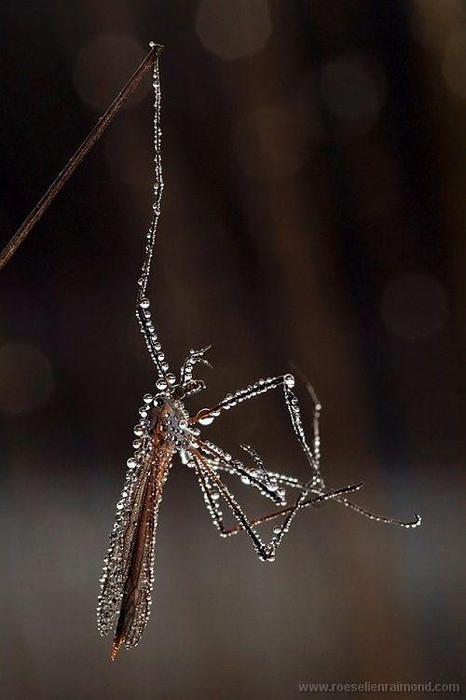 Macro_75 (466x700, 29Kb)