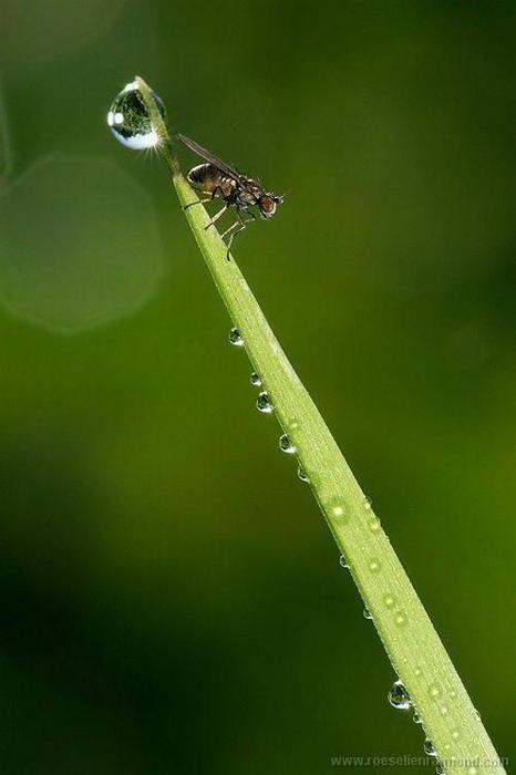 Macro_79 (466x700, 21Kb)
