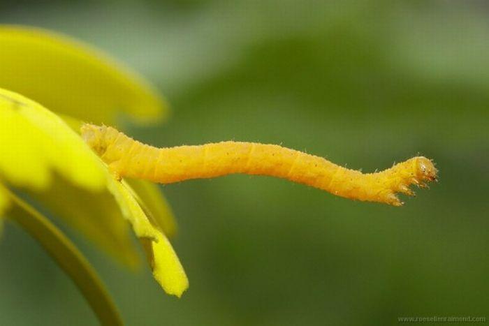 Macro_83 (700x467, 24Kb)