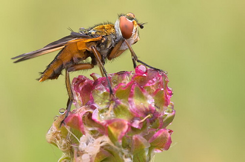 macro_nasekomie008 (500x331, 57Kb)