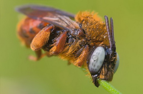 macro_nasekomie015 (500x331, 52Kb)