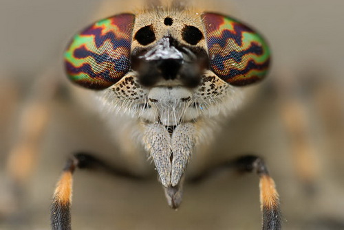 macro_nasekomie025 (500x335, 54Kb)