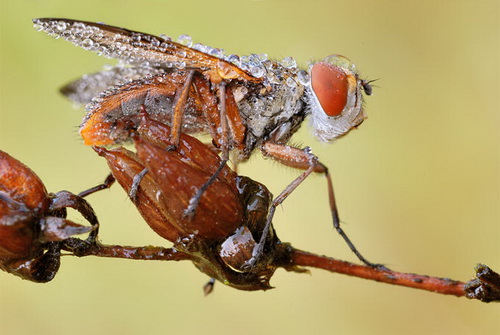 macro_nasekomie033 (500x335, 84Kb)