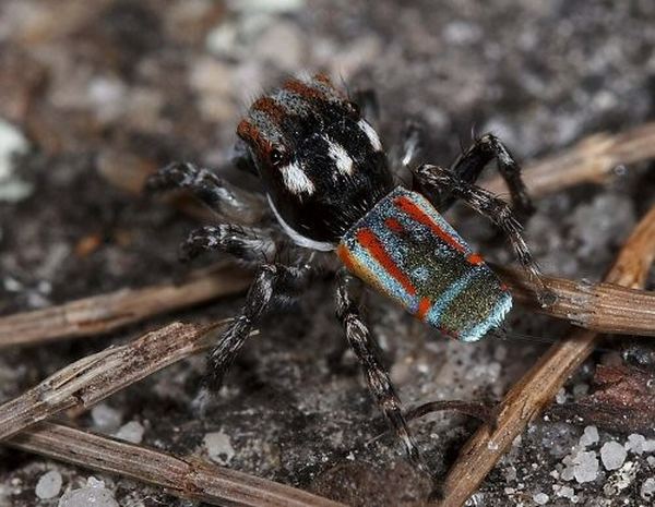Maratus_volans_3 (600x465, 65Kb)