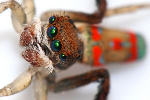 Maratus_volans_8 (600x400, 35Kb)