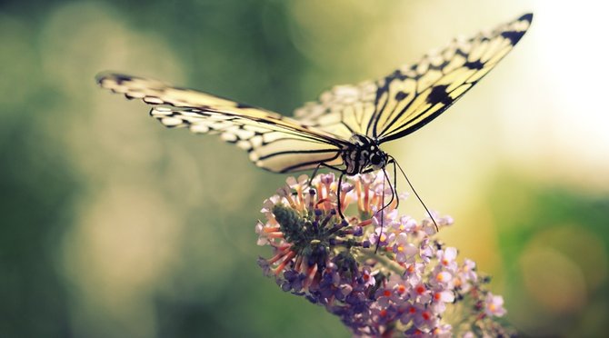 Baterfly_4 (670x372, 36Kb)