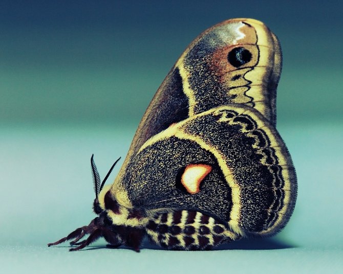 Baterfly_7 (670x536, 72Kb)