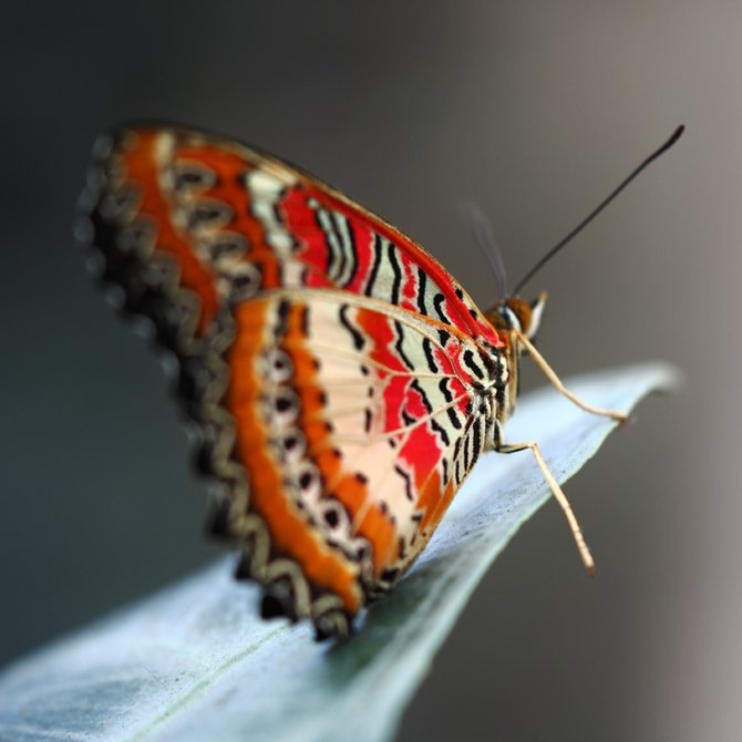 Baterfly_12 (670x670, 45Kb)