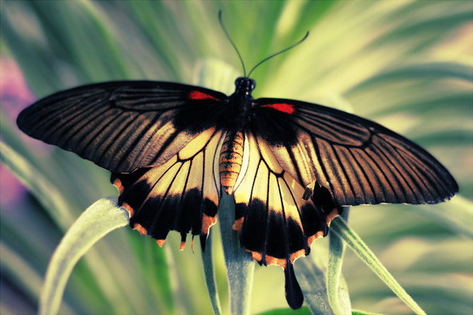Baterfly_18 (670x446, 63Kb)