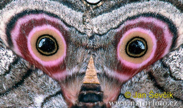 eyes-of-the-sphinx-moth--lisaj (600x353, 83Kb)