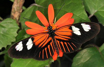 heliconiuseratonotabilis (430x277, 130Kb)