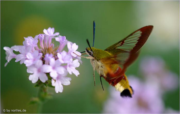 Macro_12 (700x441, 28Kb)