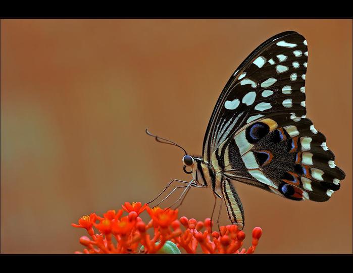 Macro_25.jpg (700x541, 39Kb)