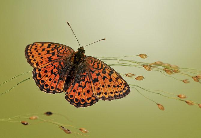Macro_30.jpg (670x458, 38Kb)