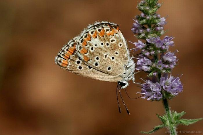 Macro_32 (700x467, 42Kb)