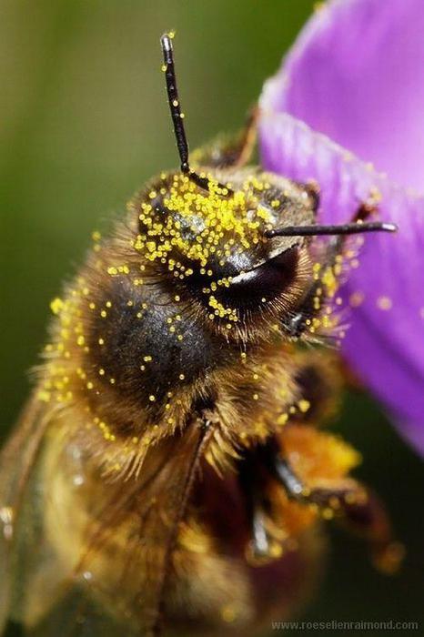 Macro_33 (466x700, 43Kb)