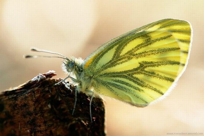 Macro_34 (700x467, 47Kb)