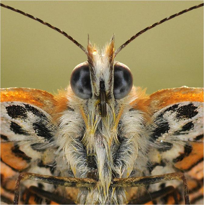 Macro_35.jpg (670x673, 94Kb)