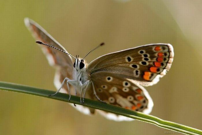 Macro_45 (700x467, 33Kb)