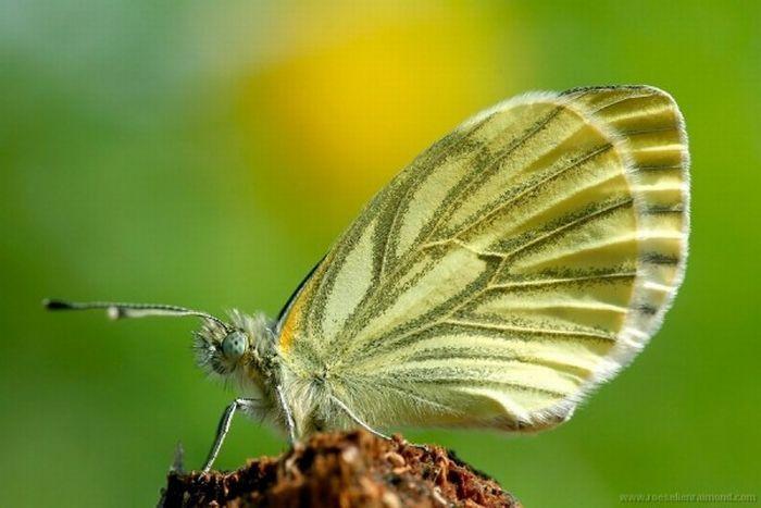Macro_47 (700x467, 46Kb)