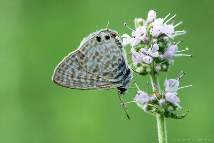Macro_59 (700x467, 41Kb)