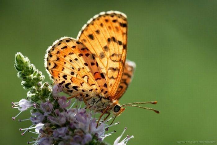 Macro_88 (700x467, 44Kb)