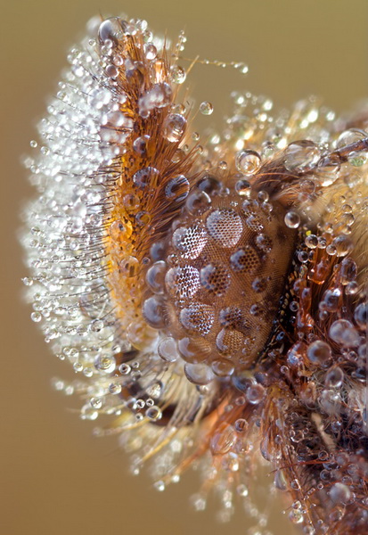 macro_nasekomie007 (413x600, 123Kb)