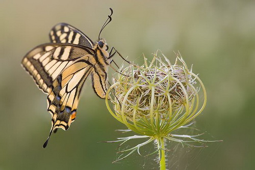 macro_nasekomie020 (500x334, 63Kb)