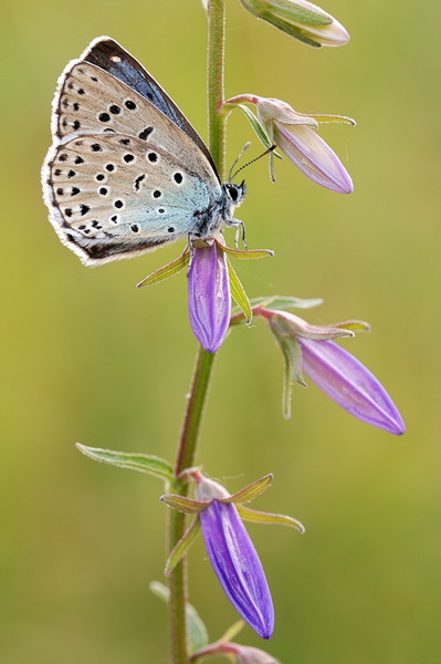 macro_nasekomie026 (399x600, 72Kb)