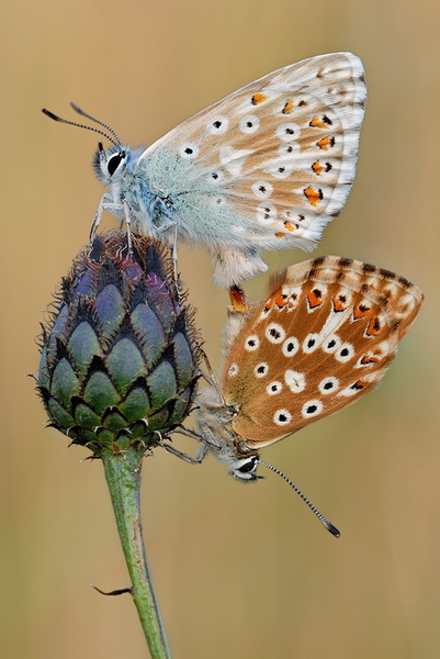 macro_nasekomie027 (401x600, 89Kb)