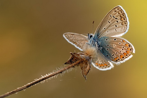 macro_nasekomie031 (500x334, 47Kb)