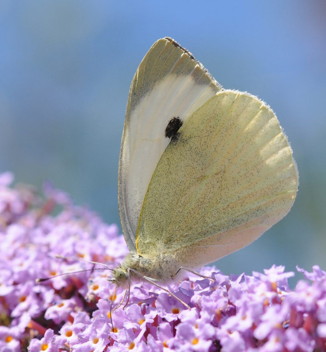 Pieris_brassicae_1 (647x700, 126Kb)