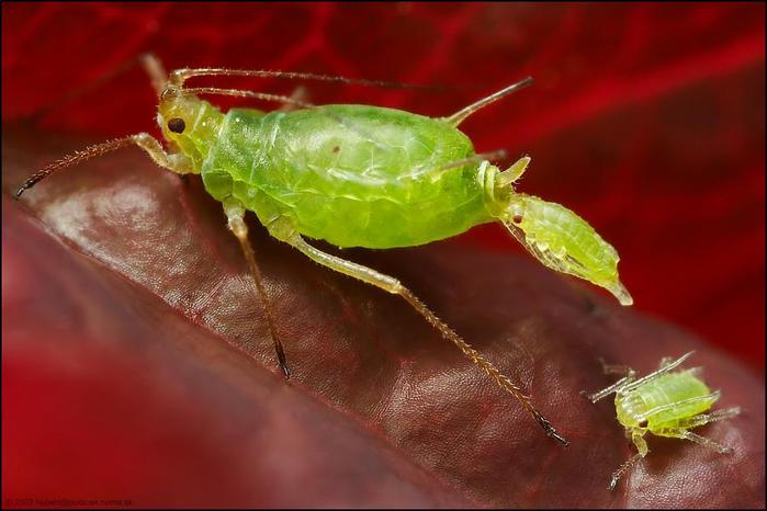Macro_2 (700x466, 41Kb)