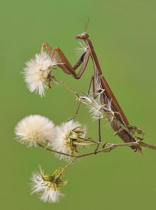 Macro_15.jpg (520x700, 32Kb)