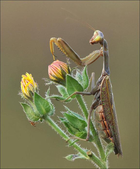 Macro_22.jpg (576x700, 49Kb)