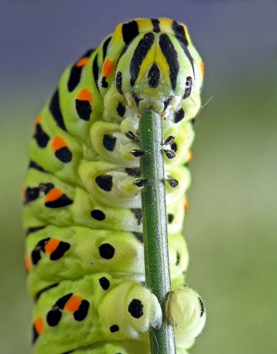 Macro_20 (548x700, 100Kb)