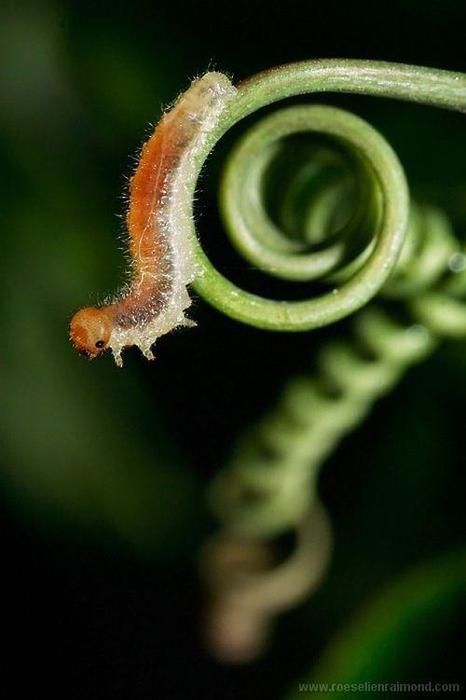 Macro_81 (466x700, 29Kb)