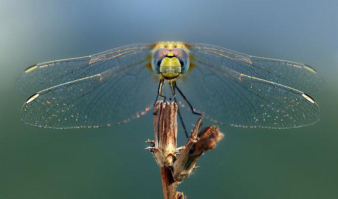 Macro_6.jpg (670x396, 34Kb)