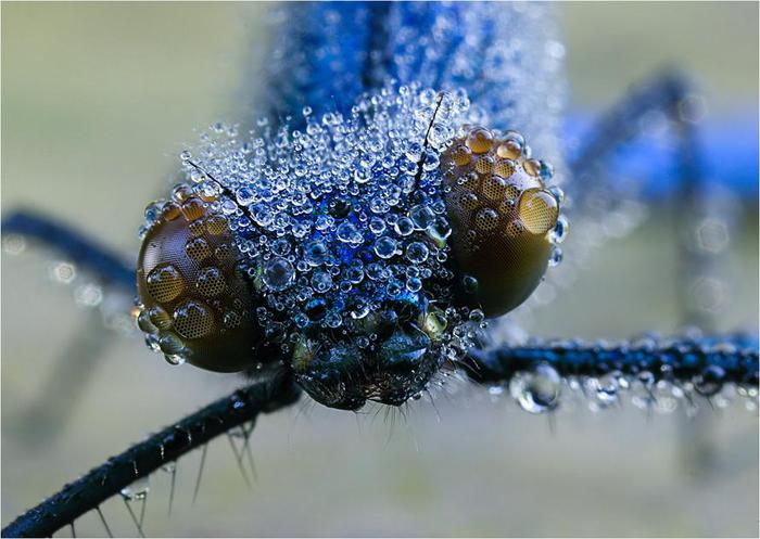 Macro_10 (700x497, 54Kb)