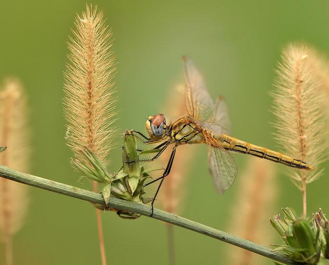 Macro_17.jpg (670x541, 52Kb)