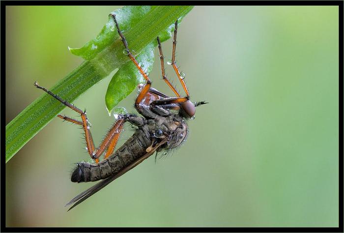 Macro_24 (700x474, 37Kb)