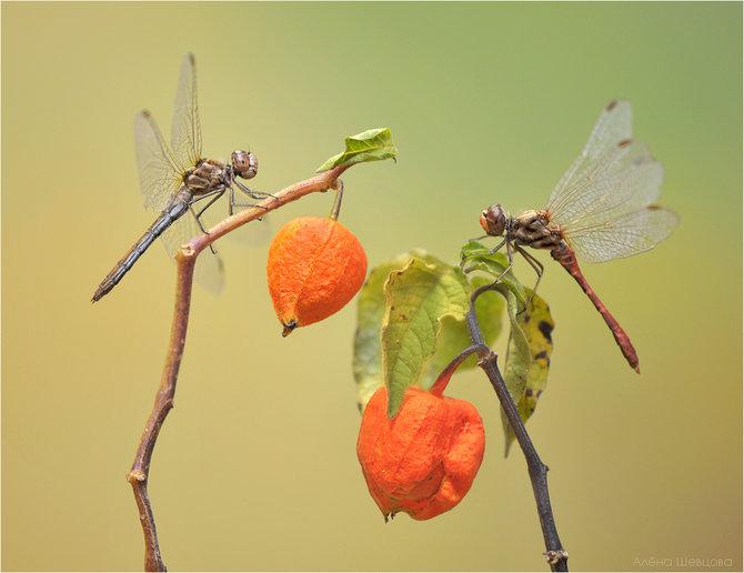 Macro_25.jpg (670x516, 38Kb)