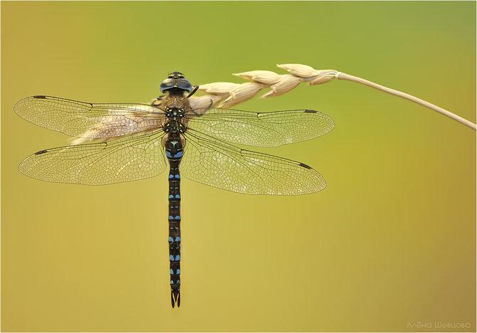 Macro_36.jpg (670x468, 32Kb)