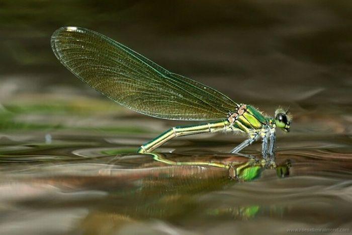 Macro_39 (700x467, 42Kb)